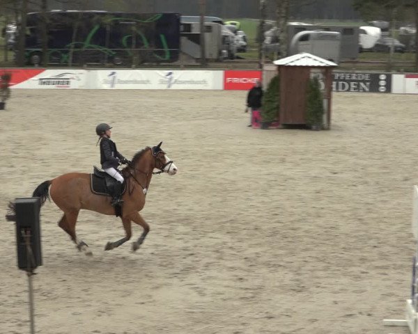 Reitturnier Westergellersen 2023