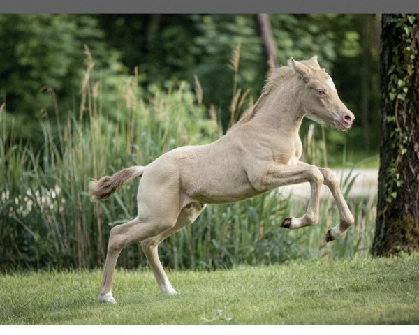 stallion Notting Else Matters (German Riding Pony, 2021, from Notting Hill 2)
