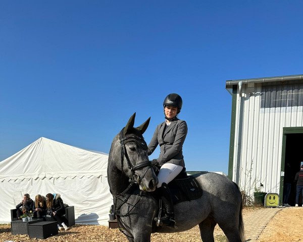 jumper Caya Celeste (Hanoverian, 2019, from K.i Checkter)
