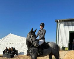 jumper Caya Celeste (Hanoverian, 2019, from K.i Checkter)