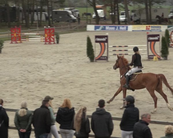 Reitturnier Westergellersen 2023