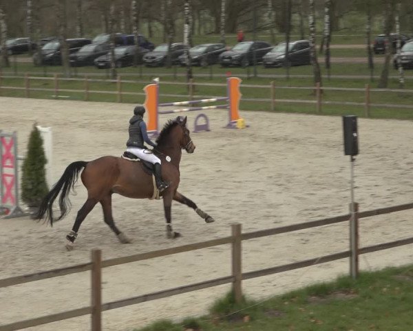 Reitturnier Westergellersen 2023
