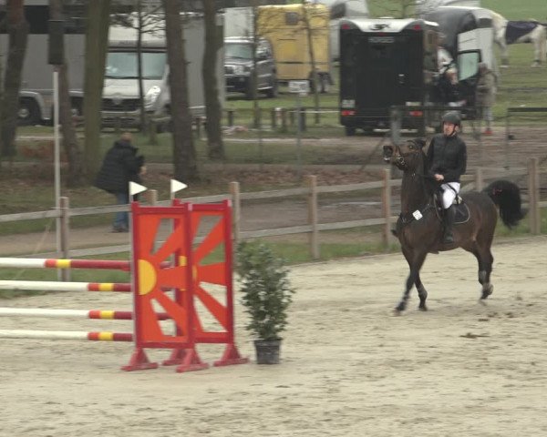 Reitturnier Westergellersen 2023