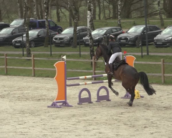 Reitturnier Westergellersen 2023