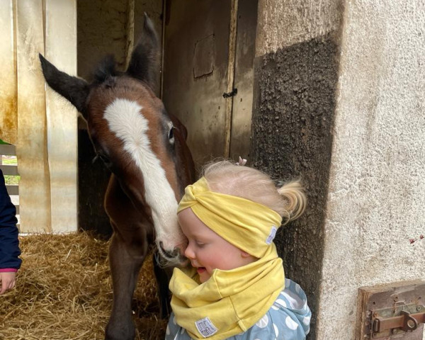 broodmare Chava FF (Mecklenburg, 2023, from Calvani FF)