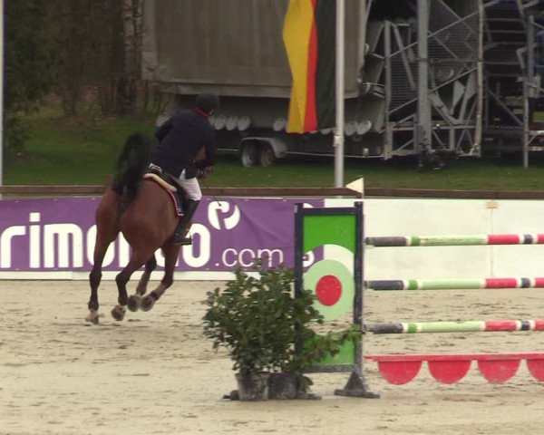 Reitturnier Westergellersen 2023