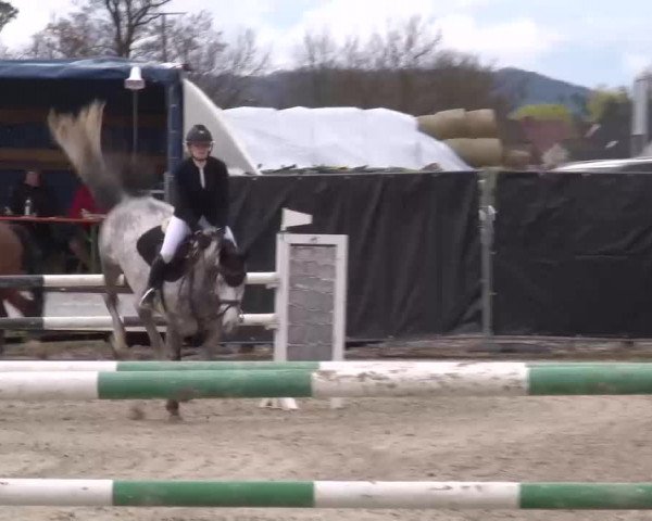 Reitturnier Poxdorf/Ofr 2023