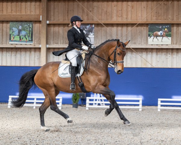 dressage horse Escala 10 (Westphalian, 2016, from Escolar)