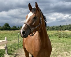 broodmare Rieemaars Heloise (Oldenburg, 2015, from Lissaro)