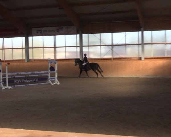 Reitturnier Polzow 2021