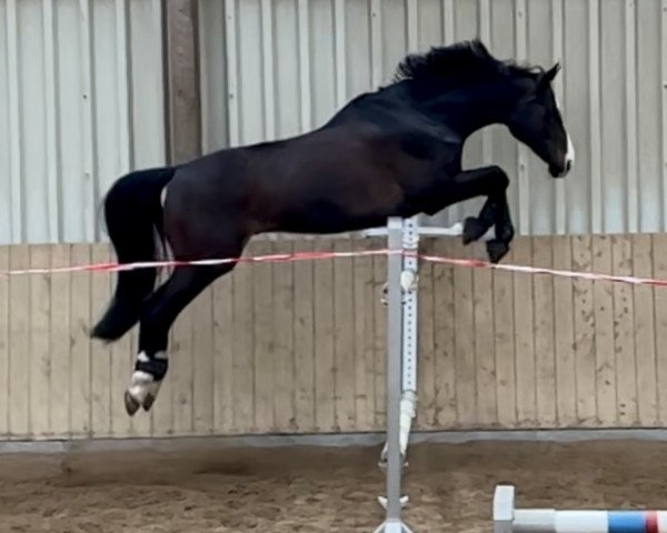 Dressurpferd Diego 555 (Hannoveraner, 2011, von Diarado)