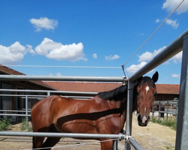 jumper Ramzes BR (Hungarian Warmblood, 2017)