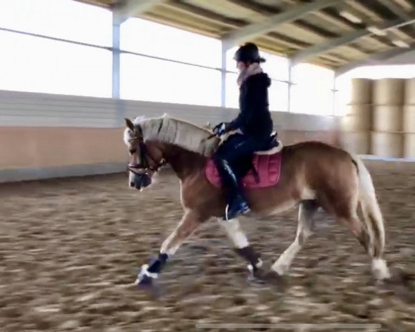 horse Navelle (Haflinger, 2018, from Auryno (3,91% ox))