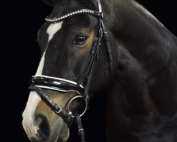 dressage horse Tannenhofs Maestoso (New Forest Pony, 2005, from Morning Sun)