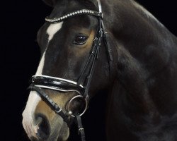dressage horse Tannenhofs Maestoso (New Forest Pony, 2005, from Morning Sun)