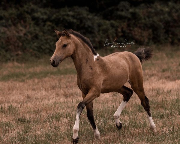 horse Sonatics Caynarée (German Riding Pony, 2022, from Cassini)