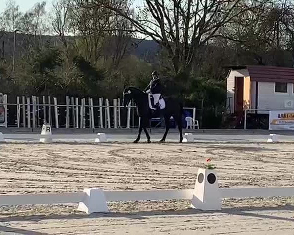 Reitturnier Bodenfelde 2023