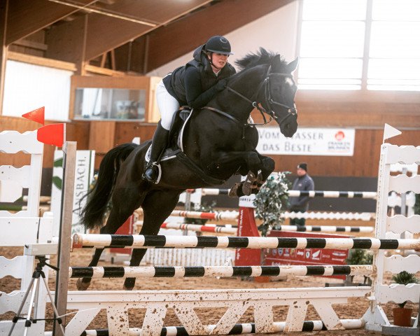 jumper Bonfire 88 (German Sport Horse, 2017, from S.I.E.C. Bachelor)