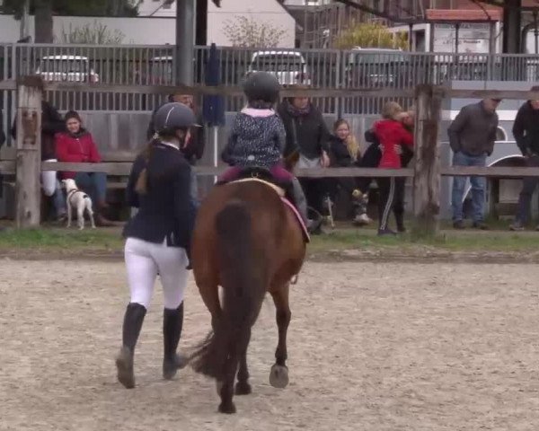 Reitturnier Poxdorf/Ofr 2023
