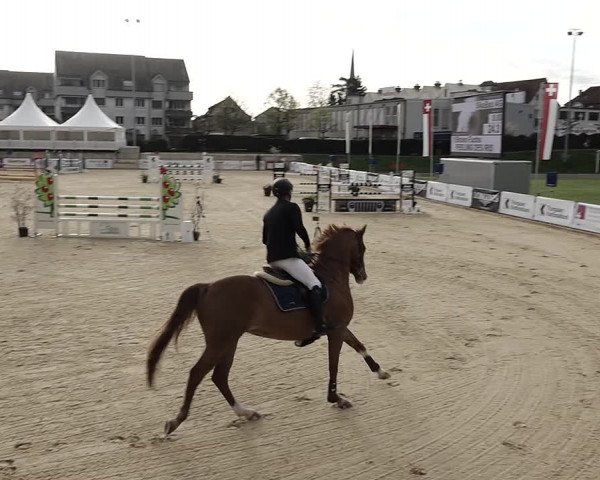 Reitturnier Amriswil 2023