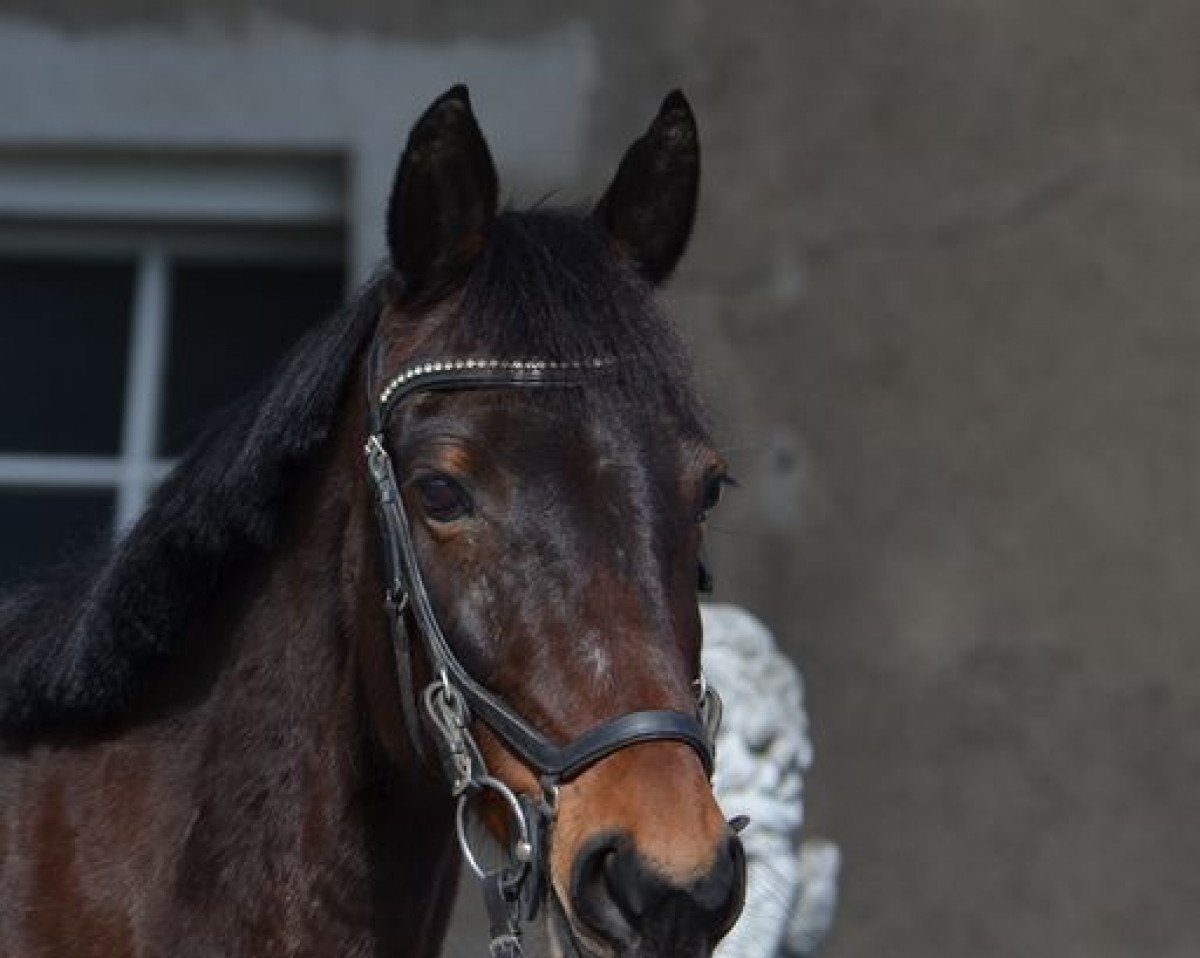 jumper Unique Flavour (German Riding Pony, 2012)