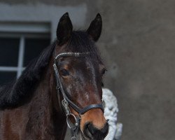 Springpferd Unique Flavour (Deutsches Reitpony, 2012)