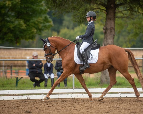 horse Frisingas Haley (unknown,  )