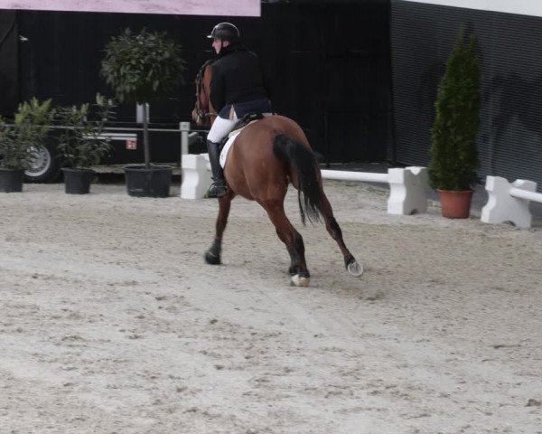 Reitturnier Aachen 2023