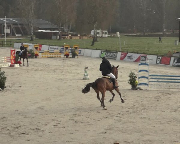 Reitturnier Westergellersen 2023