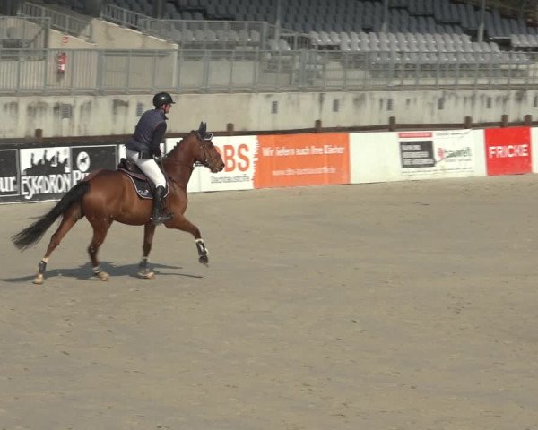 Reitturnier Westergellersen 2023