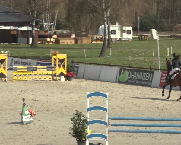 Reitturnier Westergellersen 2023