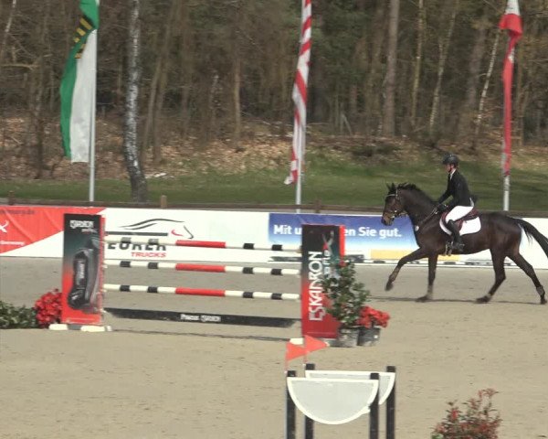 Reitturnier Westergellersen 2023