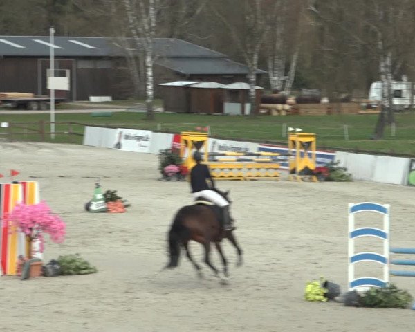 Reitturnier Westergellersen 2023