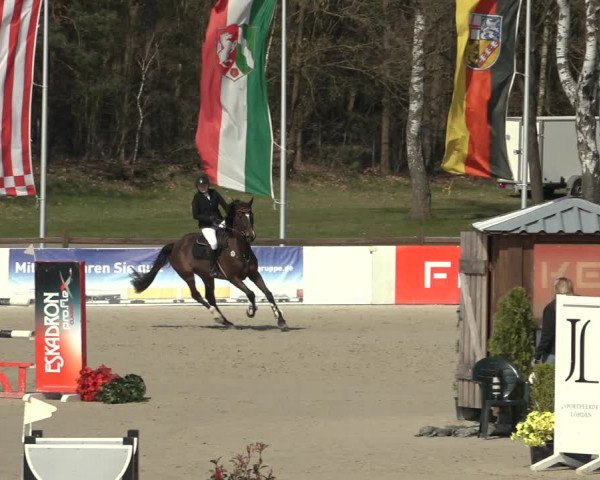 Reitturnier Westergellersen 2023