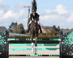 jumper Prestige 146 (Oldenburg show jumper, 2017, from Pilothago Dxb)
