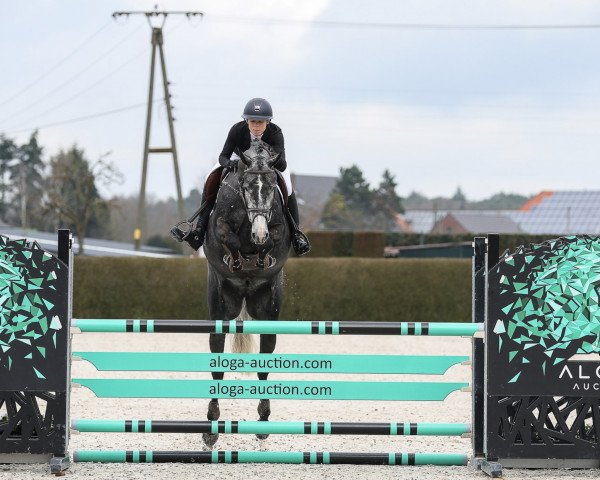jumper SAGE VAN HEISTE (Belgian Warmblood, 2018, from Candy de Nantuel)