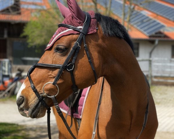 jumper Lucca 108 (Hanoverian, 2009, from Lauries Crusador xx)
