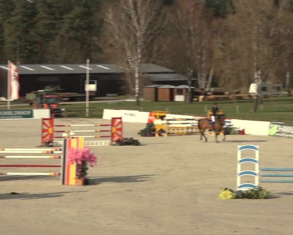 Reitturnier Westergellersen 2023
