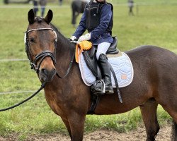 dressage horse Spooky 14 (Pony without race description, 2014)