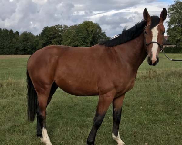 horse D'Airness d'Argent (Selle Français, 2013, from Air Jordan Alpha Z)