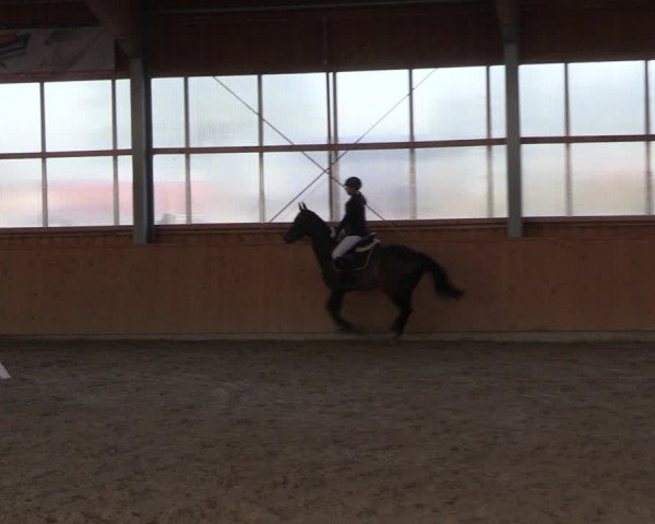 Reitturnier Polzow 2021