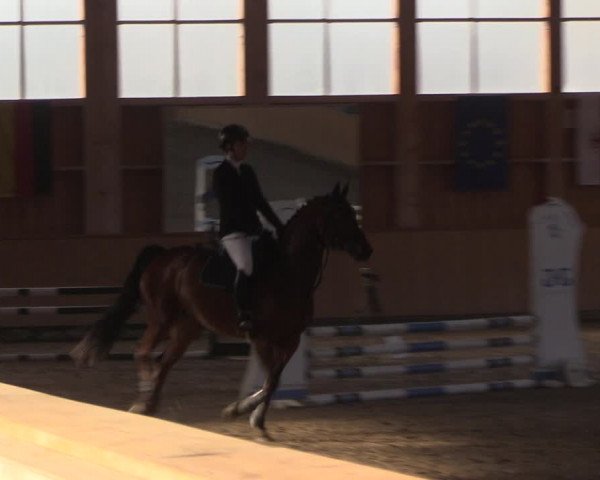 Reitturnier Polzow 2021