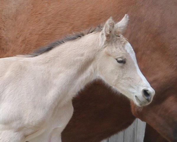 horse RM Goldgigant (German Riding Pony, 2023, from Gold Garant)