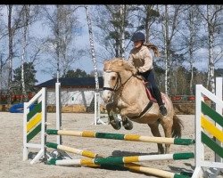 dressage horse Monte (Pony without race description, 2003)