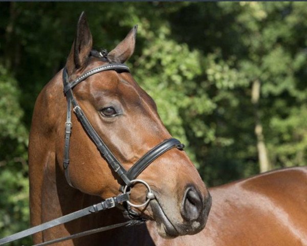 Springpferd Duke's Highlight (Oldenburger, 2010, von Duke of Hearts xx)