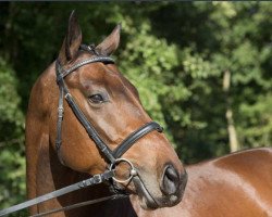 jumper Duke's Highlight (Oldenburg, 2010, from Duke of Hearts xx)