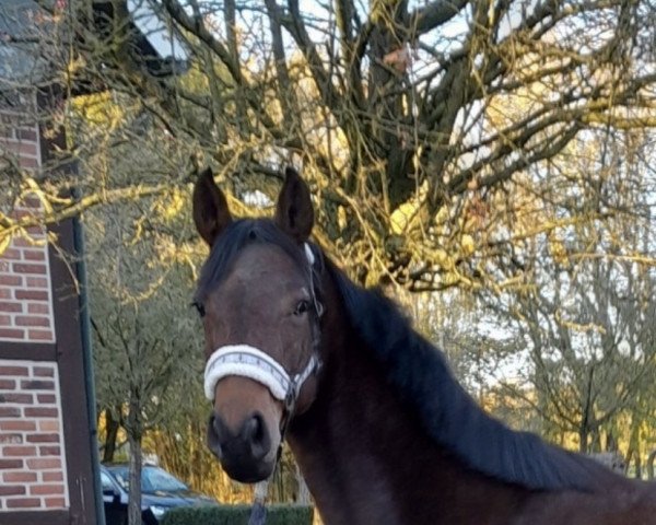 broodmare Golden Dreams Z (Zangersheide riding horse, 2019, from Corleone Z)