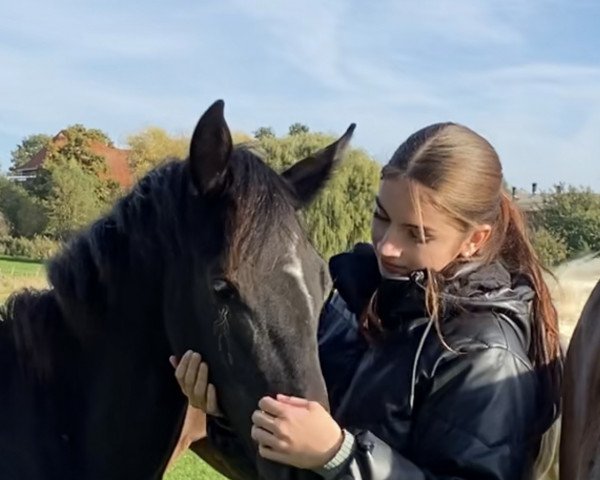 horse Midnight Lady (Westphalian, 2022, from Majestic Taonga)