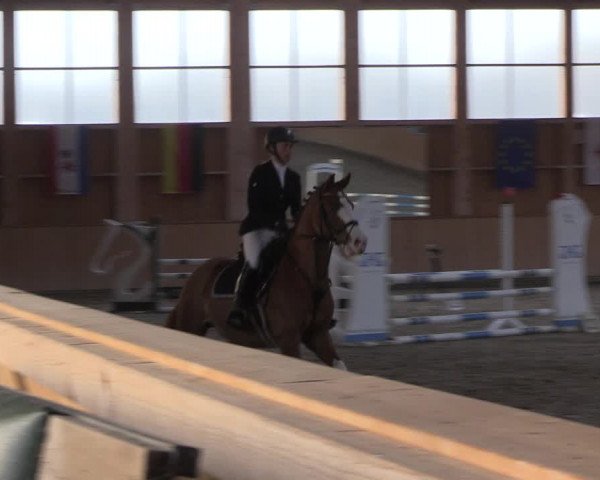 Reitturnier Polzow 2021