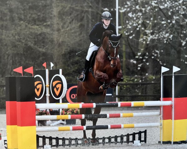 broodmare Caprice (Oldenburg show jumper, 2015, from Calido I)